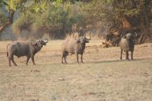 auf Fußpirsch im South Luangwa NP