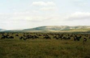 Masai Mara Wildreservat
