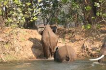 Bootsafari auf dem Zambezi