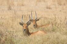 im South Luangwa NP