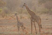 auf Pirsch im South Luangwa NP