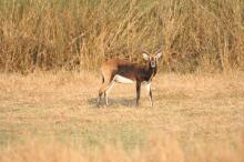 Antilopen