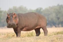 Bootsafari auf dem Zambezi
