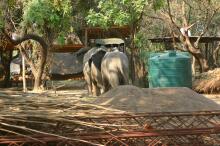 grauer Besuch