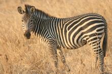 Pirsch im South Luangwa NP