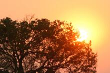 Abendpirsch