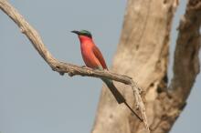 Pirsch im South Luangwa NP