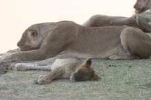 Pirsch im South Luangwa