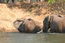 Bootsafari auf dem Zambezi