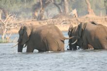Bootsafari auf dem Zambezi