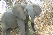 Bootsafari auf dem Zambezi