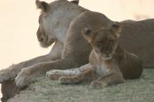 Pirsch im South Luangwa NP