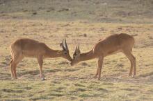 Pirsch im South Luangwa NP