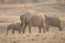 auf Pirsch im South Luangwa NP