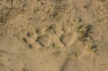 auf Fußpirsch im South Luangwa NP