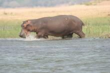 Bootsafari auf dem Zambezi