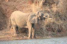 Bootsafari auf dem Zambezi