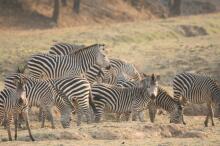 Pirsch im South Luangwa NP