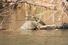 Bootsafari auf dem Zambezi