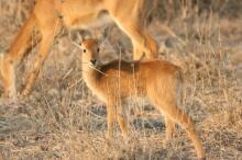 Pirsch im South Luangwa NP