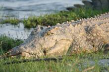 Bootsafari auf dem Zambezi