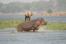 Bootsafari auf dem Zambezi