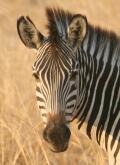 Walkingsafari
