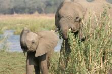 Bootsafari auf dem Zambezi