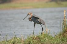 unsere Bootstour auf dem Zambezi