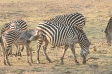 Pirsch im South Luangwa NP