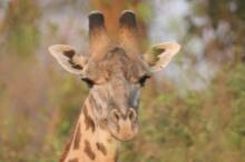 auf Pirsch im South Luangwa NP