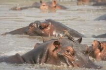 Pirsch im South Luangwa NP