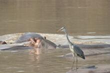 Pirsch im South Luangwa NP