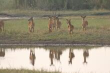 Antilopen