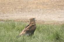 South Luangwa Nationalpark