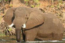 Bootsafari auf dem Zambezi