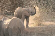Bootsafari auf dem Zambezi