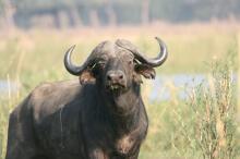 Bootsafari auf dem Zambezi