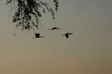 Pirsch im South Luangwa