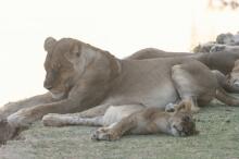 Pirsch im South Luangwa NP