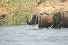 Bootsafari auf dem Zambezi