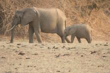 auf Fußpirsch im South Luangwa NP