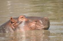 Pirsch im South Luangwa NP